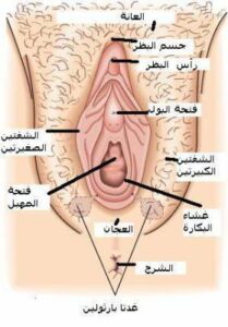 كيف اعرف اني عذراء بطرق بسيطة بالصور