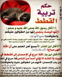 ماذا قال الرسول عن القطط